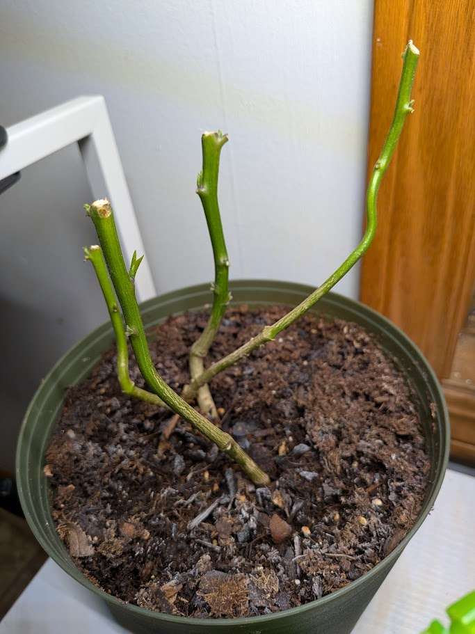 winterized jalapeno plant